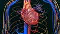 Human Heart Anatomy